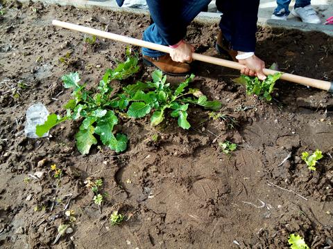 Preparar o terreno para a horta.